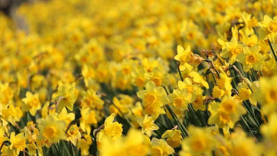 Flower Power - The Daffodil | Estate News - Goodwood